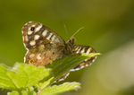 Speckled Wood - Pararge aegeria RPNP0005