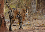 Royal bengal tiger - 6