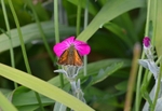 Large Skipper