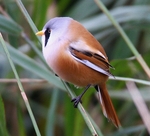 Bearded Tit