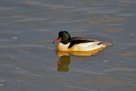 Goosander