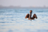 Brown Pelican signals imminent takeoff, Sanibel Island, Florida