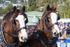 Clydesdales tacked up portrait pair 3. 0A3A8039