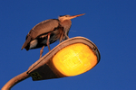 Great Blue Heron perched on lamp post, Fort De Soto, Florida