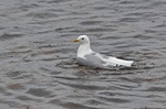 Common Gull