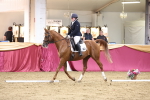 Class 51 Dressage to Music portfolio
