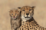 Cheetah & Cub