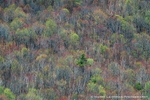 Spring Bloom Mount Major