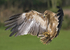 Eagle Landing