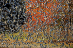 Flock on the Move