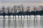 28 December 2015 CIVIC TRUST KNAVESMIRE IN FLOOD - 5 of 9