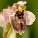 O. X sommieri - an Ophrys hybrid from Gargano between  O. tenthredinifera X O. bombyliflora (?)