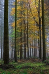 Misty Autumn Woodland No. 4