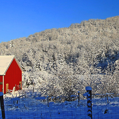 A fresh snowfall enhances the barn's red hue, and the blueness of the winter sky.