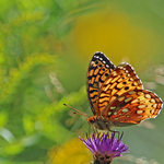 Great Spangled Fritillary