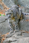Mr. Snow Leopard