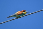 European Bee-eater