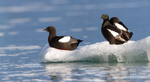 Guillemots on ice floe