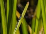 Blue-tailed Damselfly