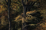 Autumnal