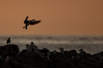 Imperial Shag landing at sunset, Steeple Jason, Falklands