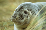 Common Seal
