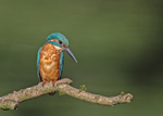Kingfisher - Alcedo atthis