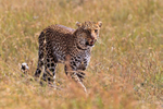 Leopard stalking in the grass