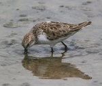 Little Stint