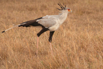 Secretary Bird