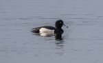 Tufted Duck