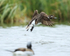 Long-tailed Duck (female) takes off, Iceland