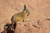 Southern Viscacha close view, Machuca, Chile