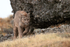 Puma Petaca moves around rock, Torres del Paine, Chile