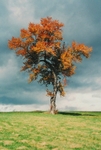 TheTree2007Layer90009