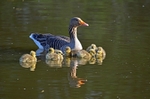 Greylag Goose and goslings