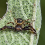 Jumping Spider (Euophrys rufibarbis.