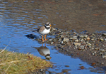 Ringed Plover