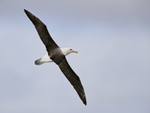 Black-browed Albatross in flight, Falklands
