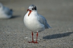 Mediterranean Gull