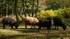 Sheep (01)