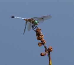 DF AnimalsCreatures 172