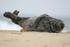 Basking on the Beach 4 12 x 18