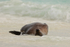 Galapagos Sea Lion lying on back in sea, Espanola, Galapagos