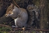 Squirrel 1