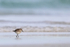 White-rumped Sandpiper walking along shore, Volunteer Point, Falklands