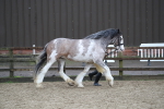 SBM_008037