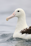 Royal Albatross portrait, Pacific Ocean, Chile