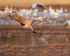 Sandhill Crane close to landing, Bosque del Apache, New Mexico