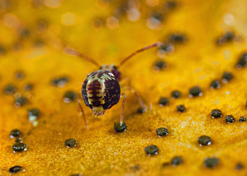 On the underside of a fallen leaf. Warwickshire, November 2012. Note 'multi-barred cross' pigmentation at rear of abd…